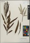 Foto von Salix pellita (Andersson) Bebb